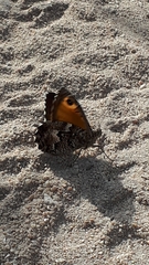 Hipparchia aristaeus