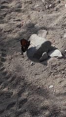 Hipparchia aristaeus