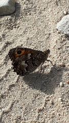 Hipparchia aristaeus