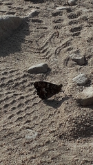 Hipparchia aristaeus