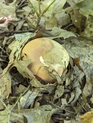Butyriboletus taughannockensis