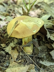 Butyriboletus taughannockensis