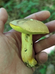 Butyriboletus taughannockensis