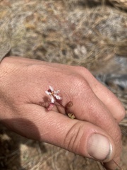 Lithophragma tenellum