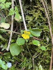 Erythranthe alsinoides