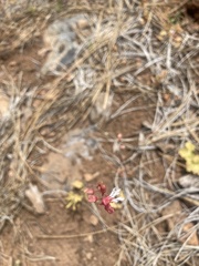 Lithophragma tenellum