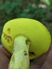 Butyriboletus taughannockensis