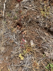 Lithophragma tenellum