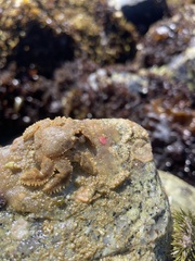 Hapalogaster cavicauda