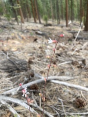 Lithophragma tenellum