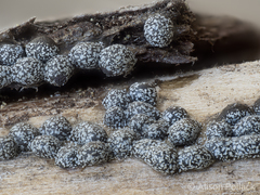 Polyschismium chailletii