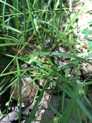 Carex bulbostylis