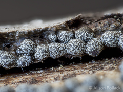 Polyschismium chailletii