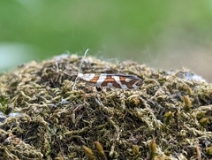 Argyresthia goedartella