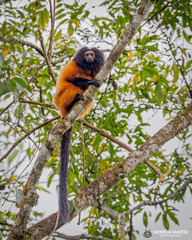 Leontopithecus caissara
