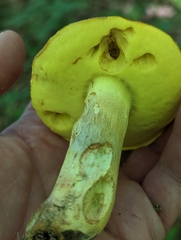 Butyriboletus taughannockensis