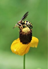 Bicyrtes insidiatrix