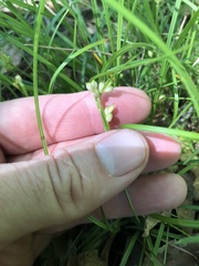 Carex bulbostylis