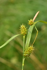 Carex lepidocarpa