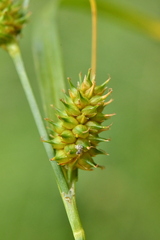 Carex lepidocarpa