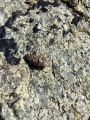Cerithideopsis californica