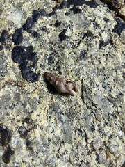 Cerithideopsis californica