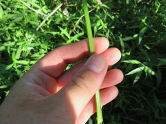 Sagittaria australis