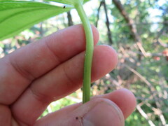 Sagittaria australis