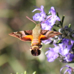Macroglossum trochilus trochilus