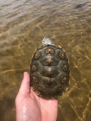 Malaclemys terrapin macrospilota