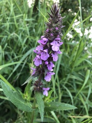 Stachys palustris