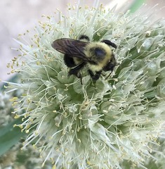 Bombus bimaculatus