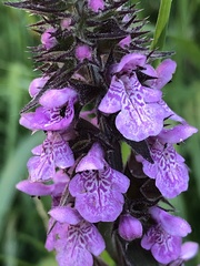 Stachys palustris