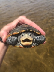 Malaclemys terrapin macrospilota