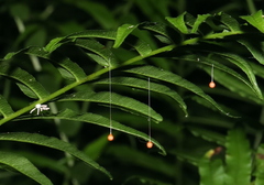 Theridiosoma