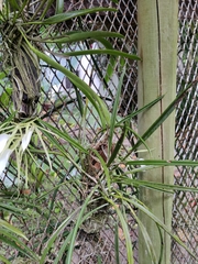 Brassavola