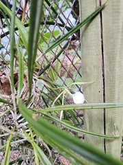 Brassavola