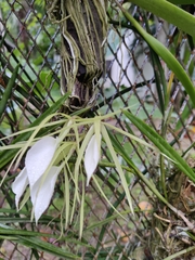 Brassavola