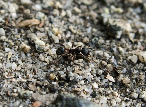 iNaturalist observation photo of Andre's Harvester Ant