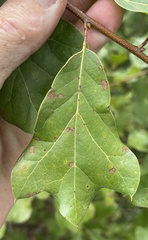 Quercus arkansana