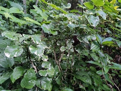 Polyscias balfouriana