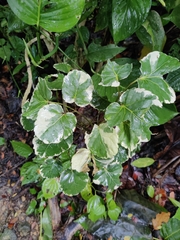 Polyscias balfouriana