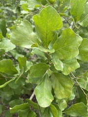 Quercus arkansana