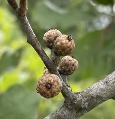 Quercus arkansana