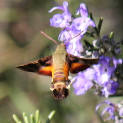 Macroglossum trochilus trochilus