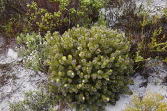 Serruria glomerata × villosa