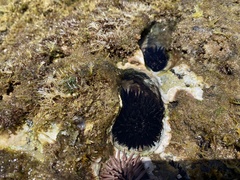 Echinometra oblonga