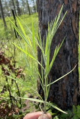 Dichanthelium consanguineum