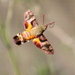 African Hummingbird Hawkmoth - Photo (c) christeen, some rights reserved (CC BY-NC), uploaded by christeen