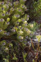 Serruria glomerata × villosa